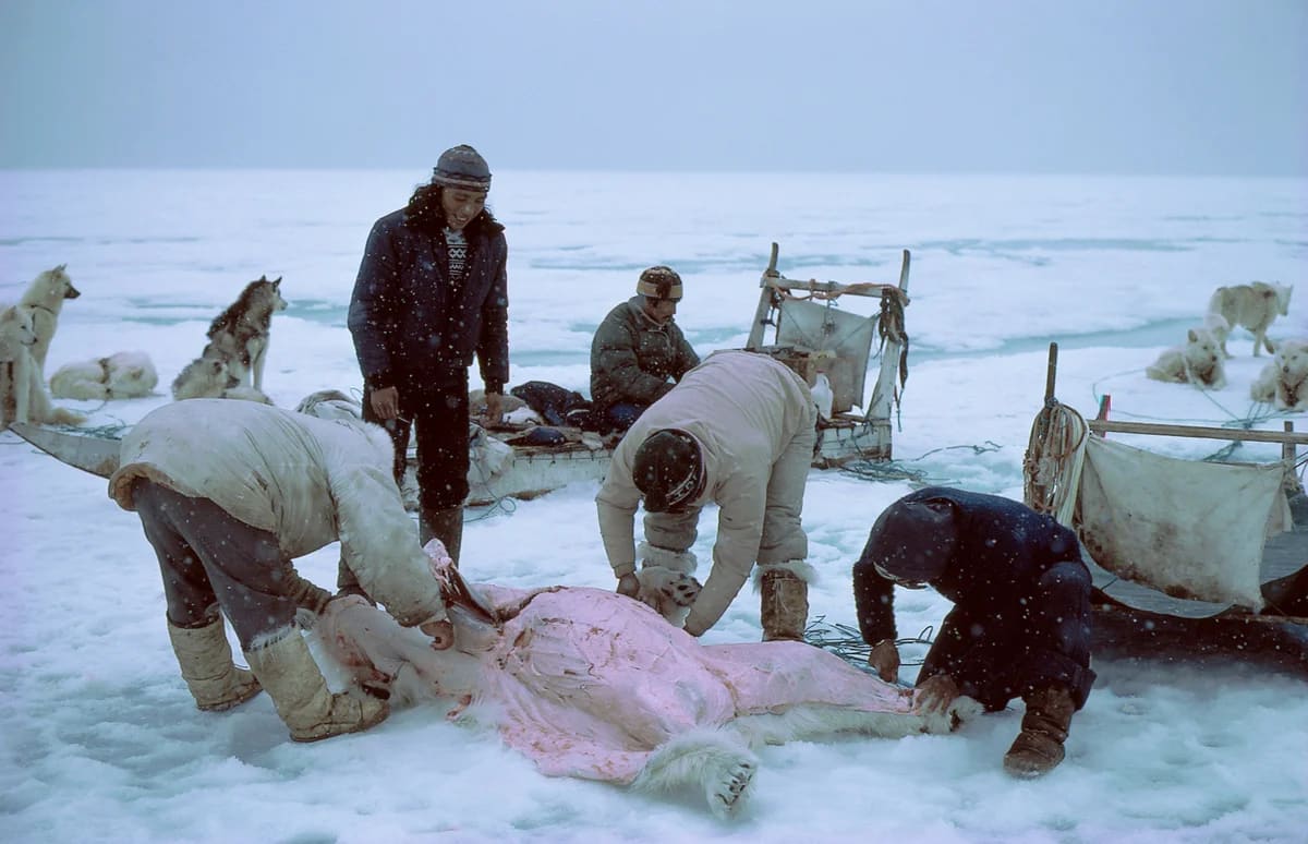Cazadores inuits procesando una captura en el hielo ártico con perros de trineo