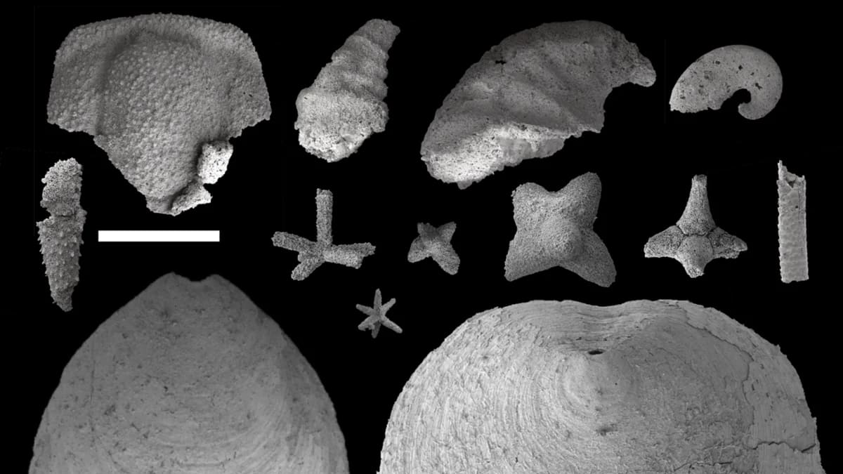 Fósiles microscópicos de conchas cámbricas