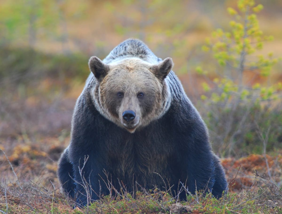 Oso pardo alimentándose de fruta en un bosque mixto