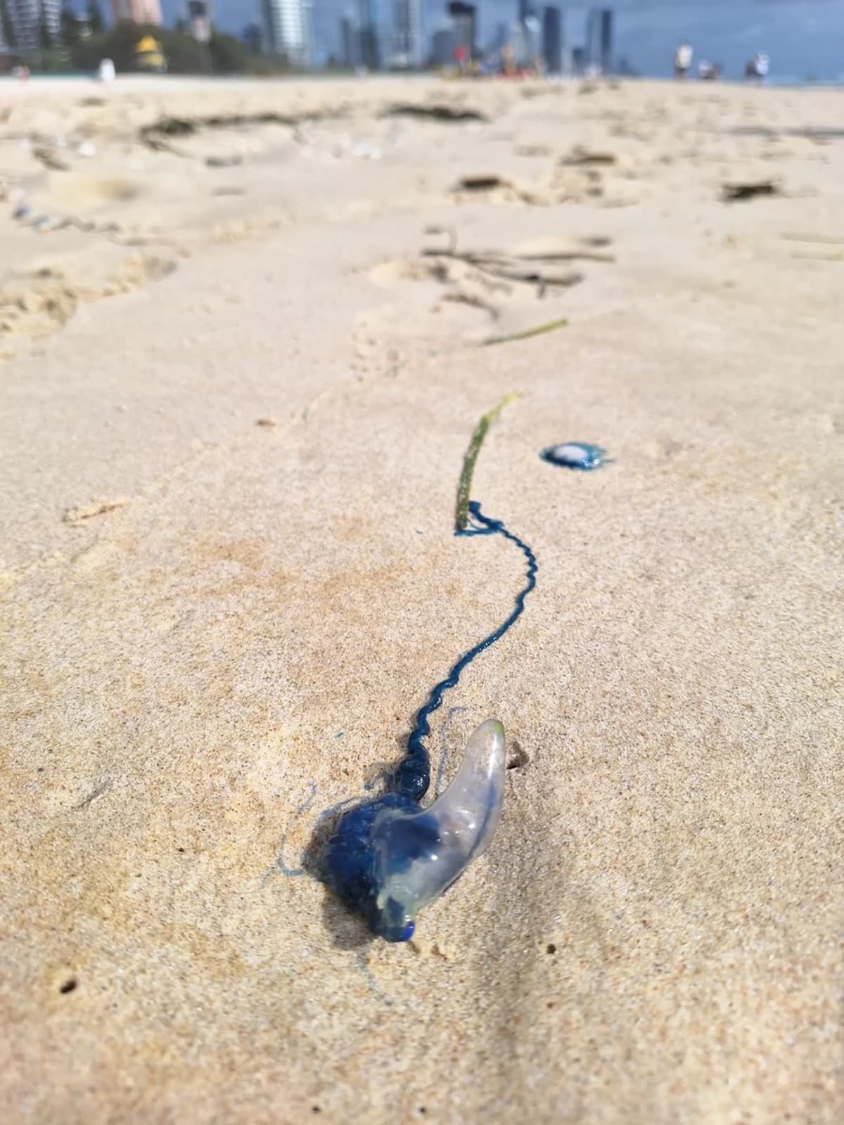 Carabela portuguesa, conocida popularmente como mosca azul