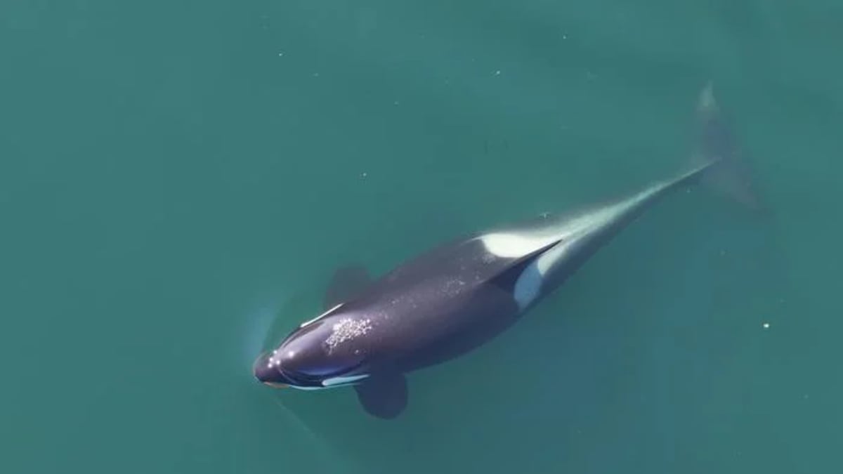 Orca con algas en la boca vista desde arriba