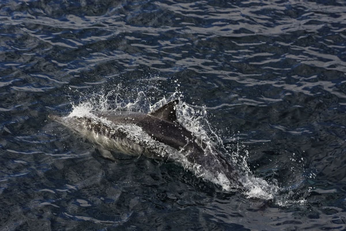 Delfín nadando cerca de la costa de México