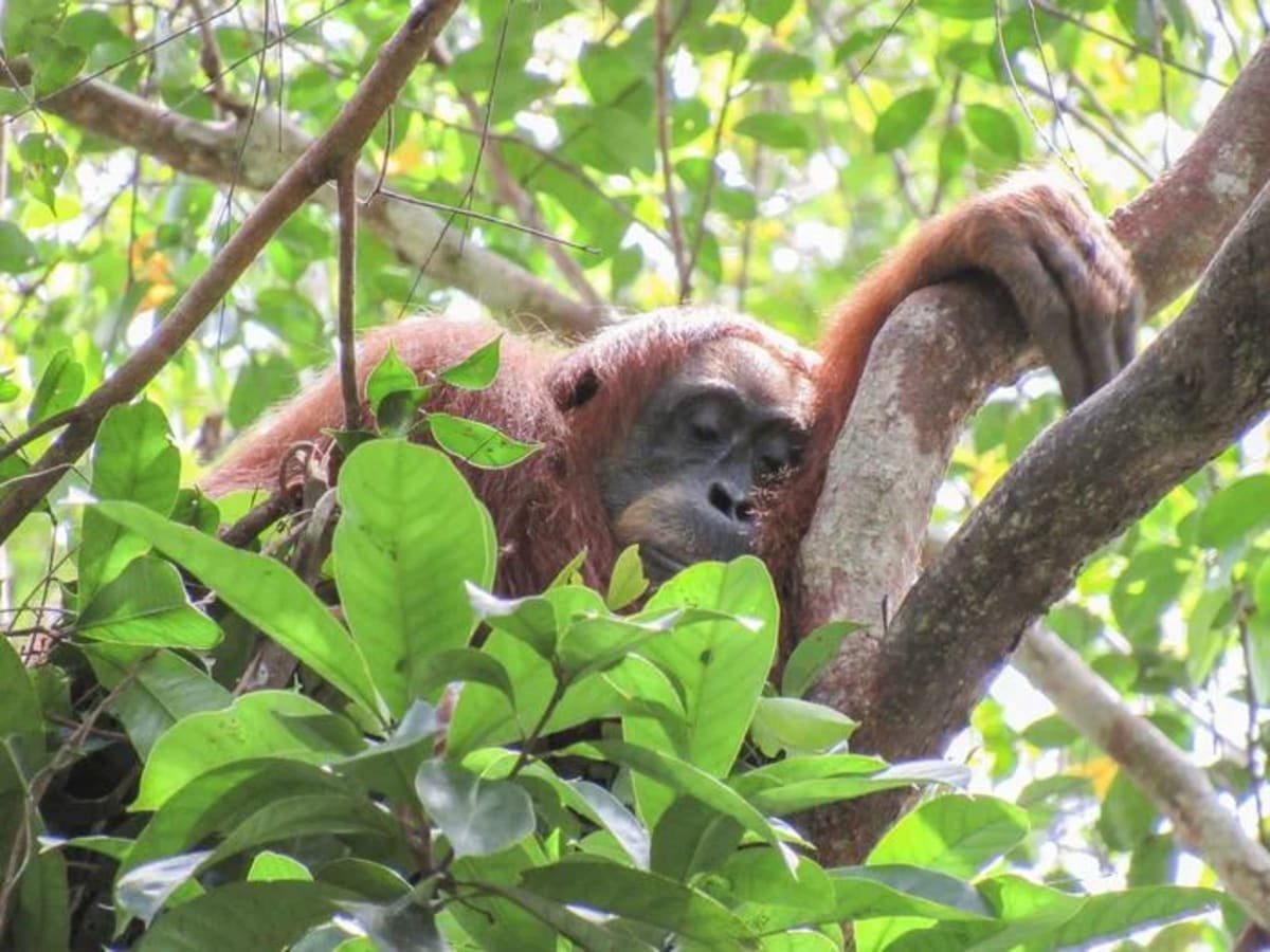 Cissy, una orangután de Sumatra