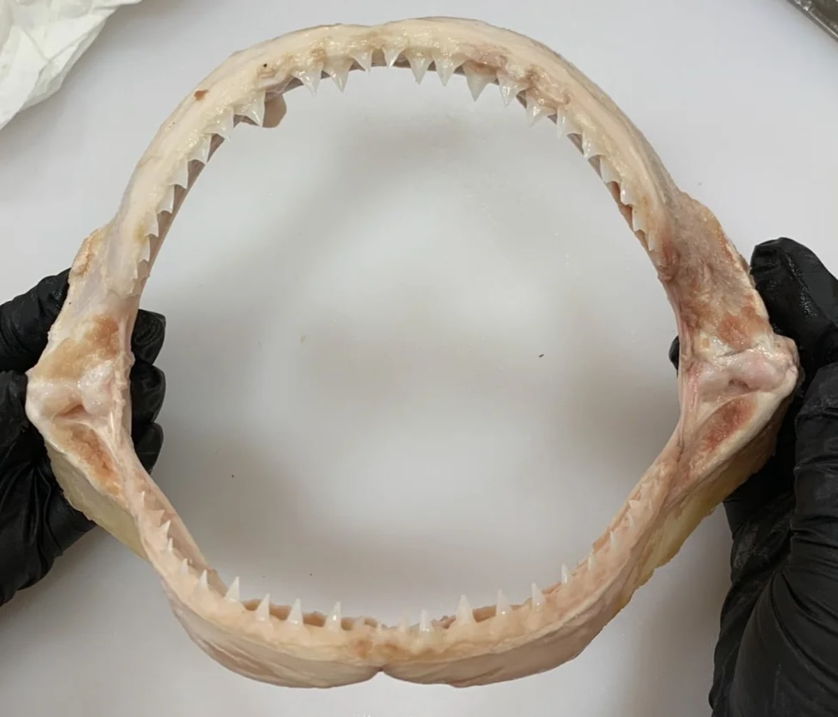Mandíbula de tiburón toro