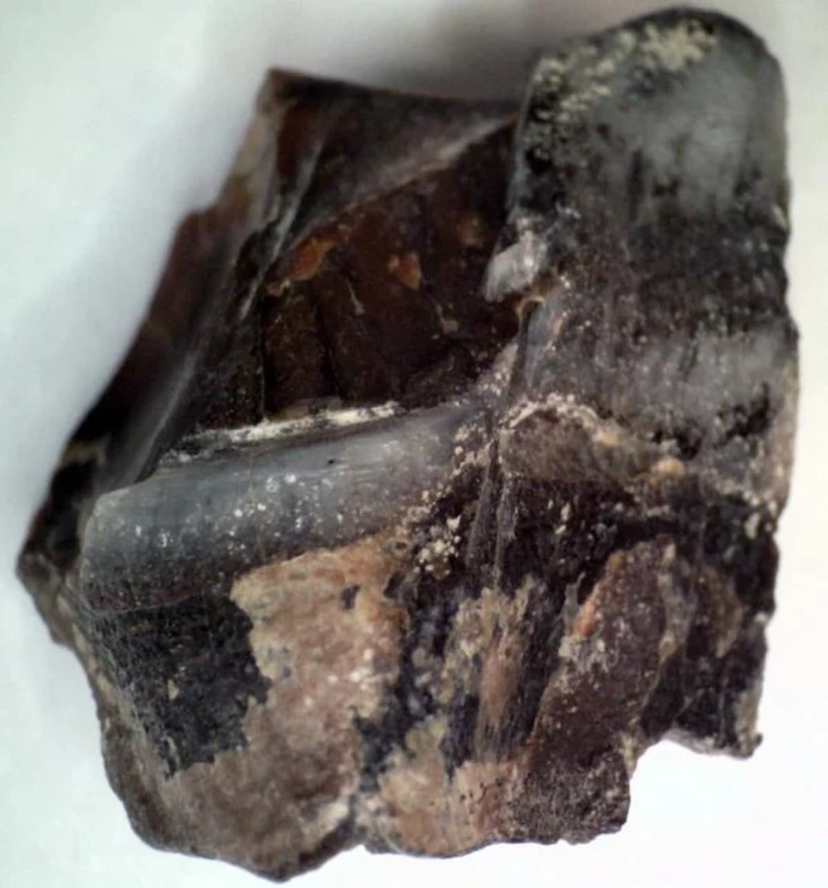 Diente fósil de un rinoceronte antiguo