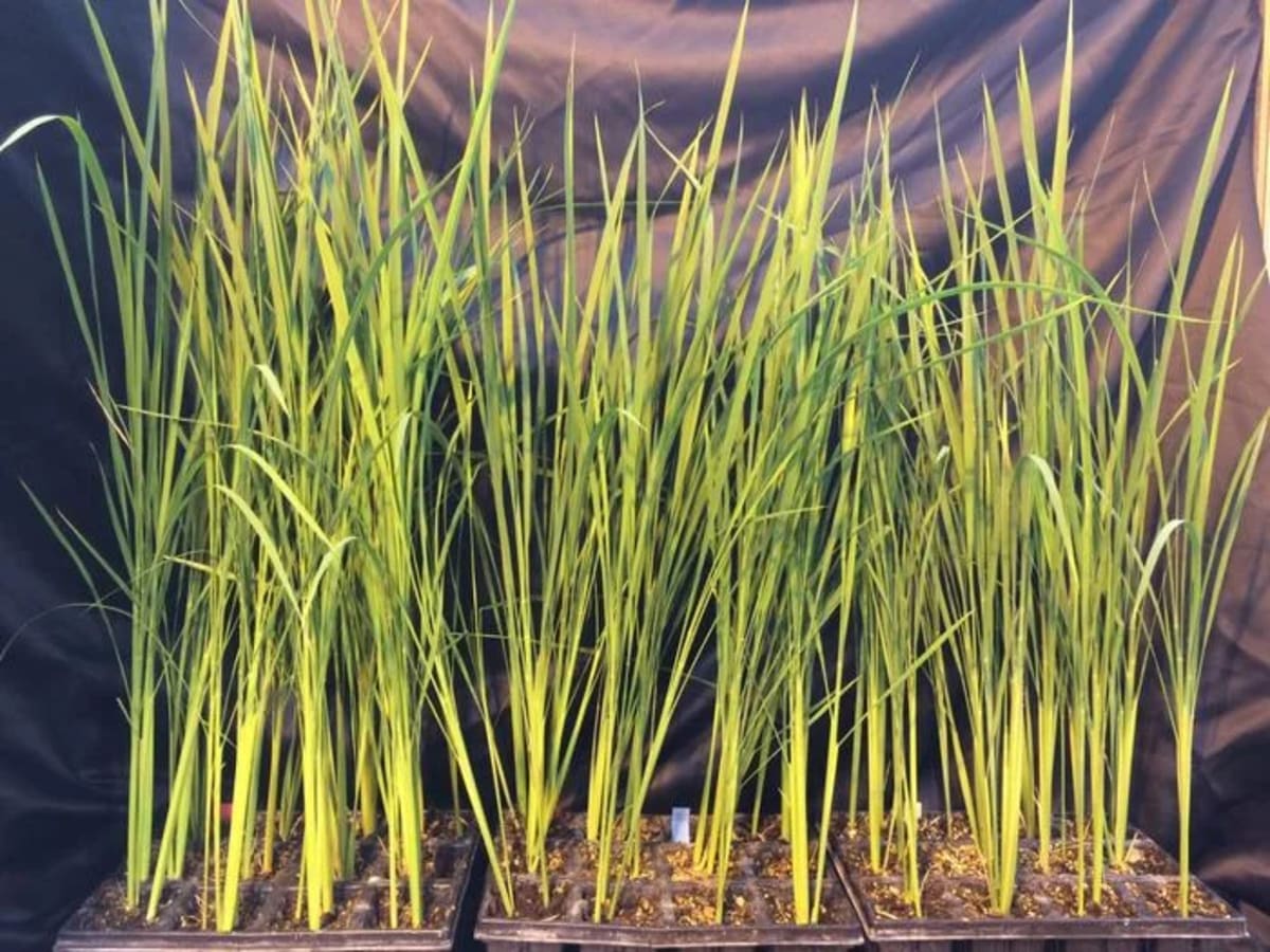 Colección de plantas de arroz modificadas genéticamente mediante la técnica CRISPR-Cas