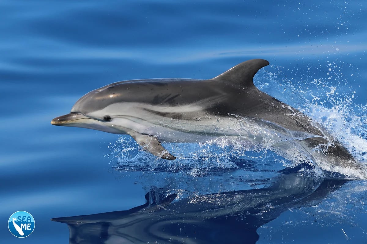 Delfín