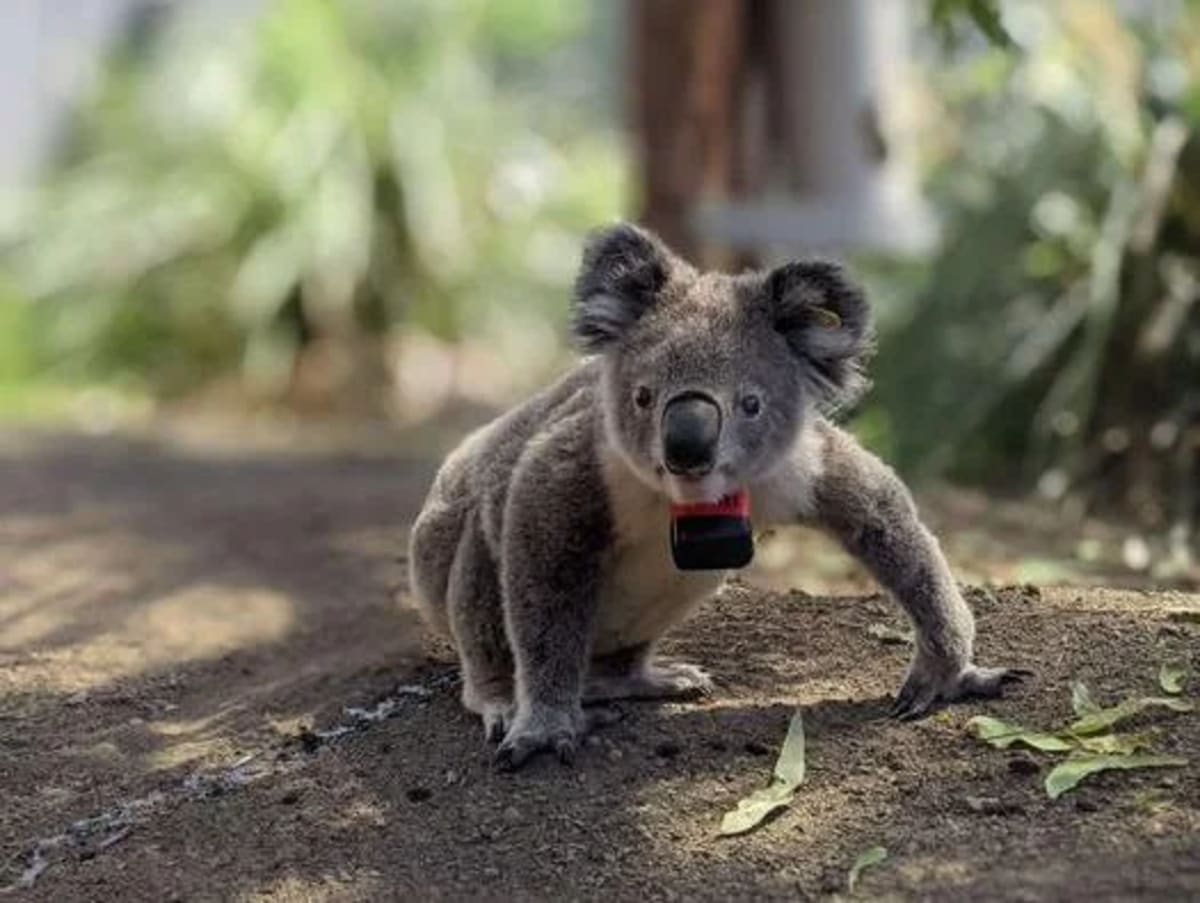 Koala