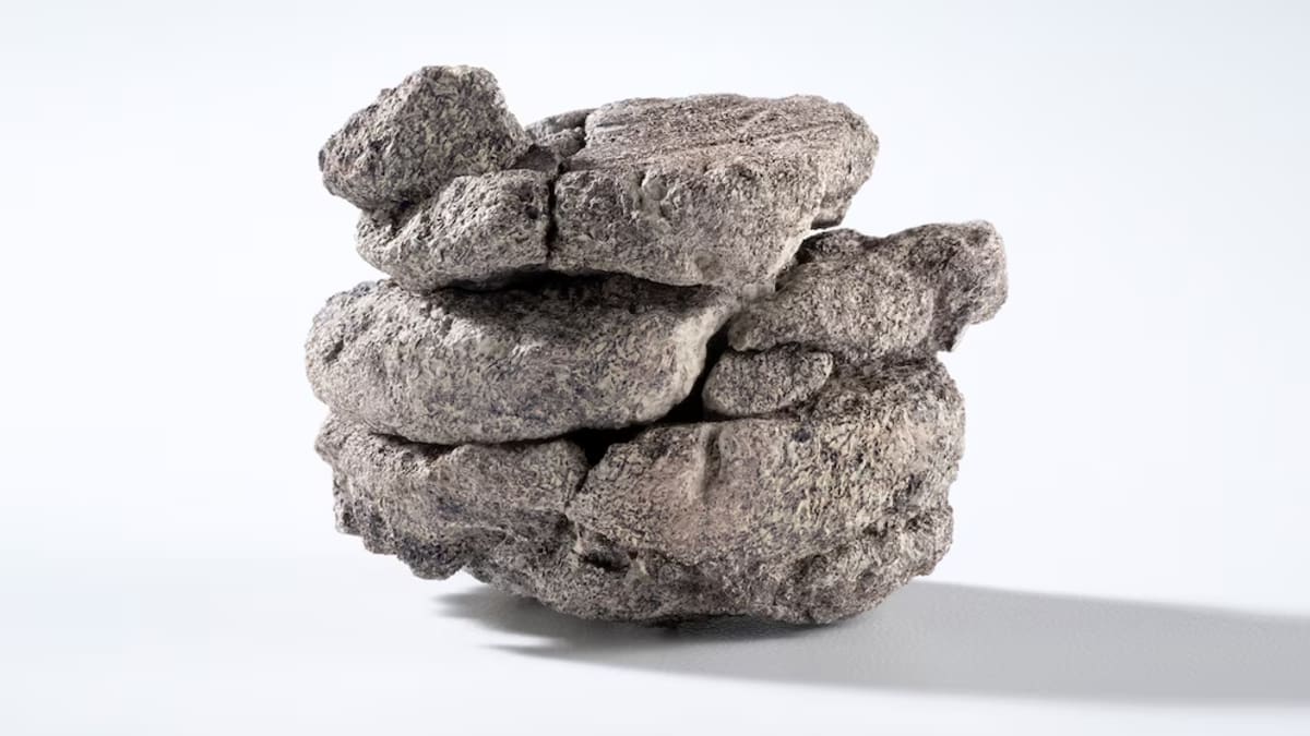 Fósil de dinosaurio hallado a gran profundidad en Denver