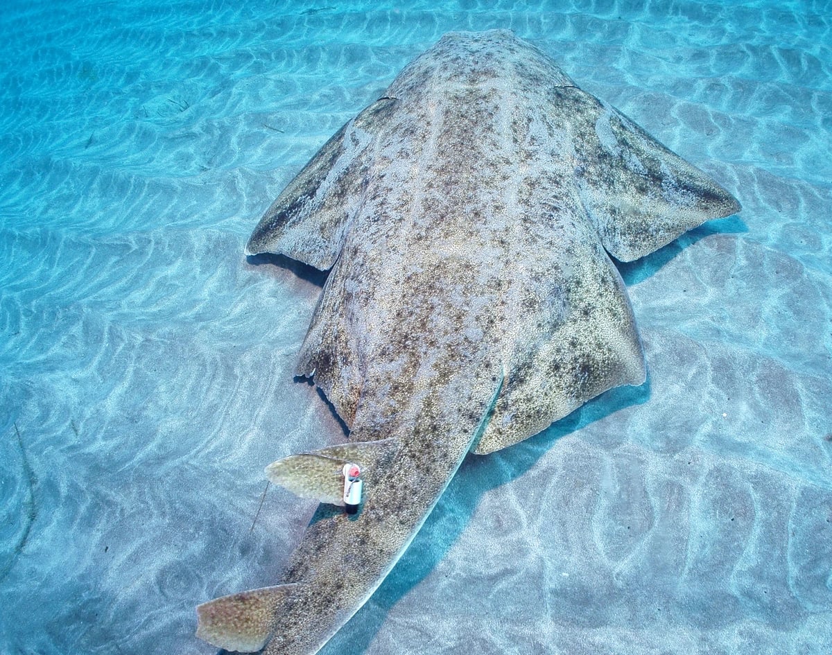 Un tiburón ángel marcado con un rastreador acústico en el océano.
