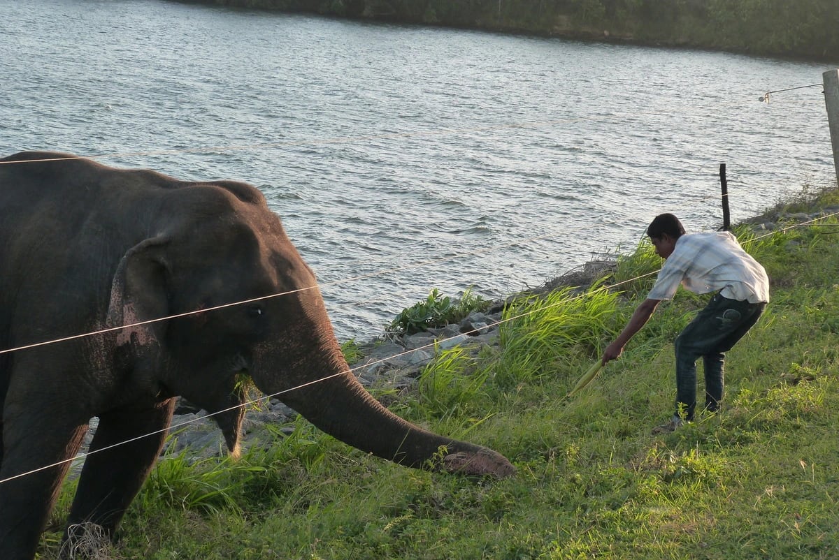Turista entregando comida a un elefante salvaje