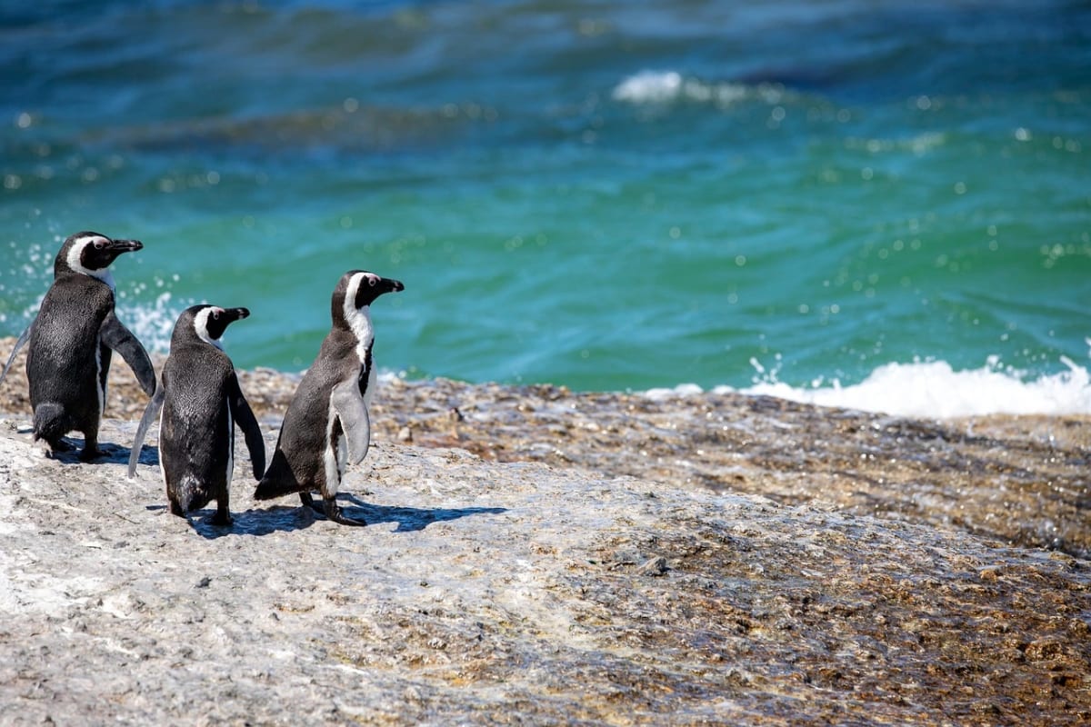 Pingüinos de Magallanes en la orilla rocosa junto al mar