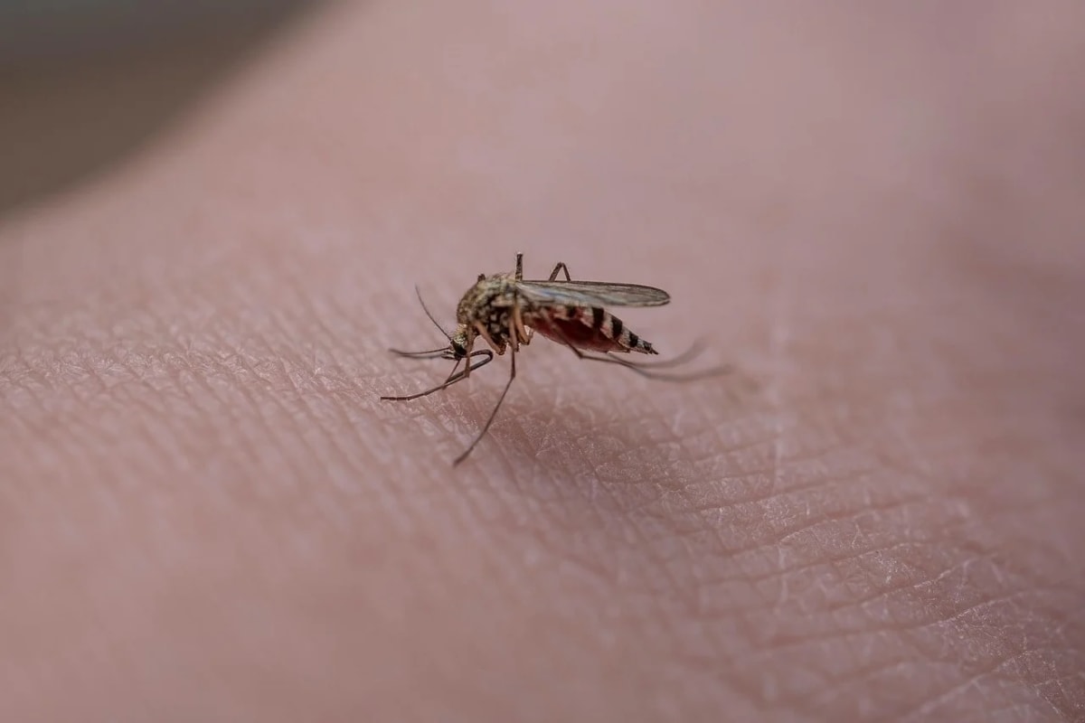 Mosquito posado sobre piel humana en vista macro