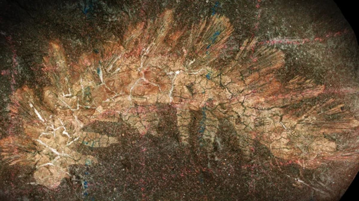 Fósil neotipo de Palaeocampa anthrax del Lagerstätte de Mazon Creek, con marcas de cuadrícula de lápiz de cera aún visibles sobre la roca