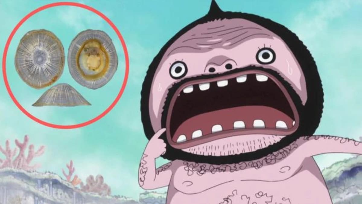 Lapa Bathylepeta wadatsumi y personaje “Gran Monje” Wadatsumi de One Piece