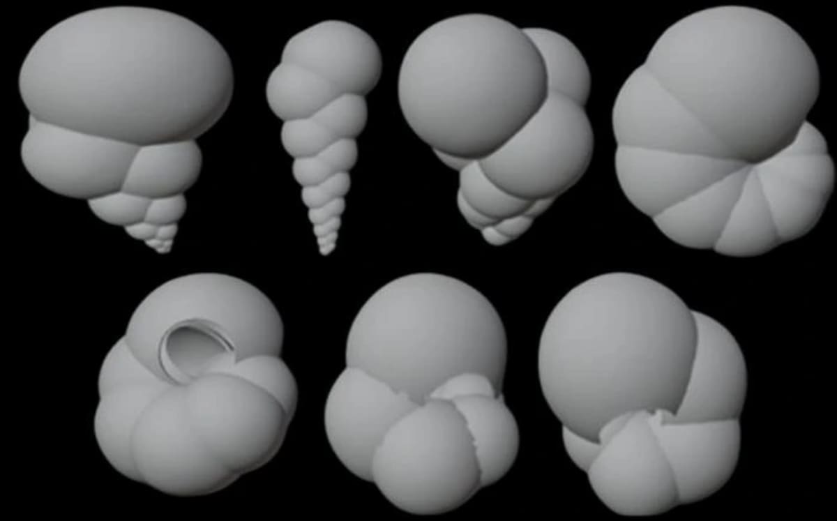 Modelos geométricos 3D de foraminíferos