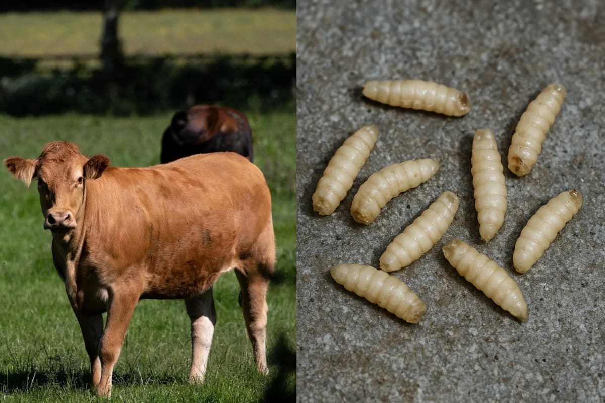 Vaca en un campo verde a la izquierda y varios gusanos barredores sobre una superficie a la derecha