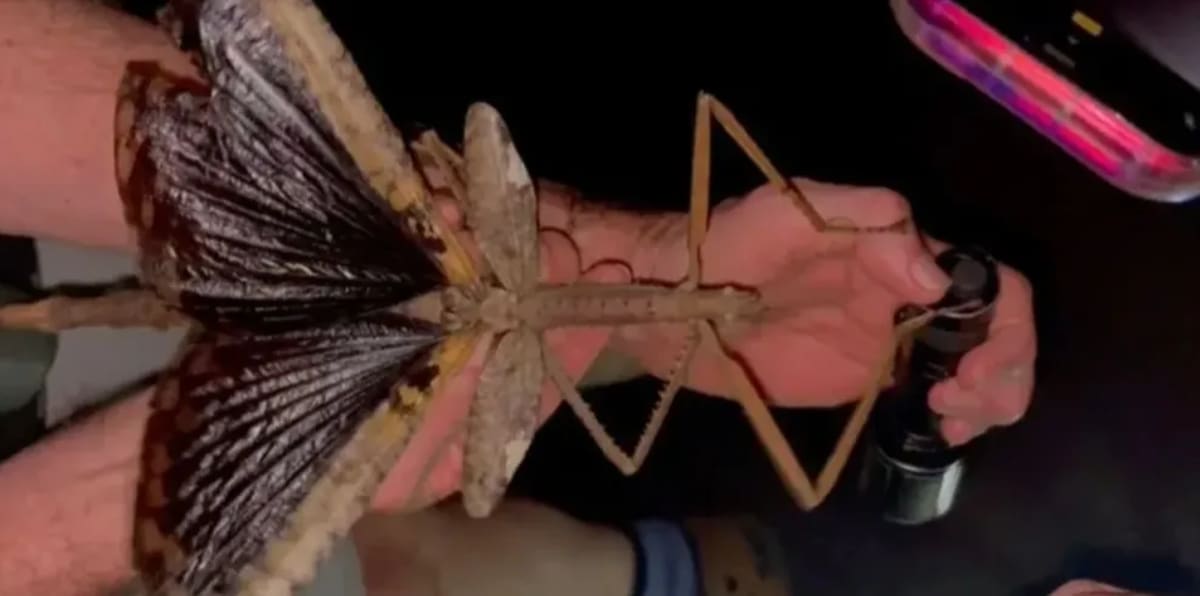 Ejemplar de Acrophylla alta, insecto palo gigante, sostenido por un investigador, mostrando sus grandes alas y cuerpo robusto