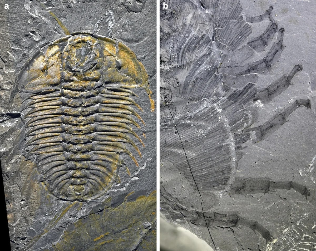 Fósiles de trilobites en roca: a) ejemplar completo con antenas y extremidades, b) detalle de las extremidades mostrando diferentes grados de flexión y extensión