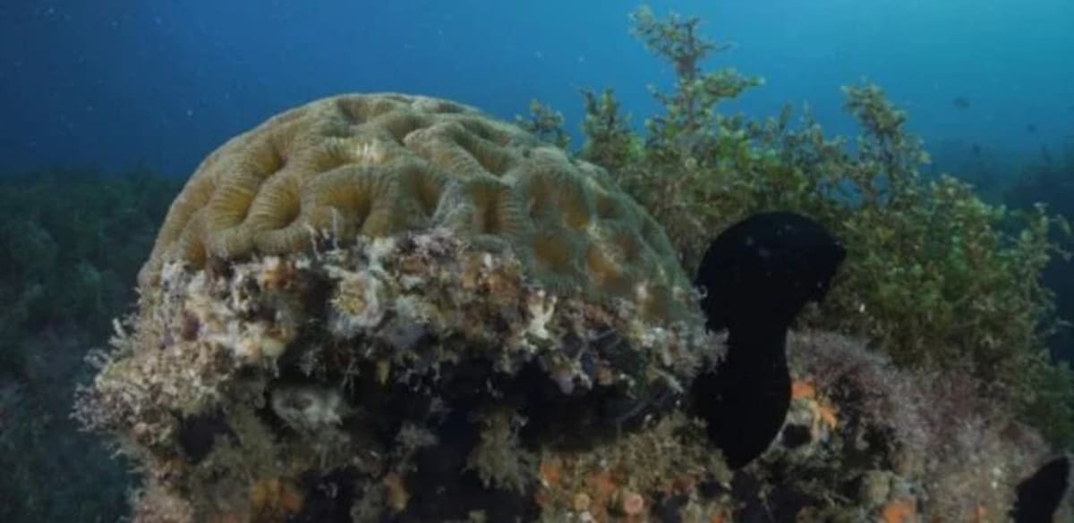 El coral cerebro Mussismilia hispida retiene carbono en su esqueleto de carbonato de calcio
