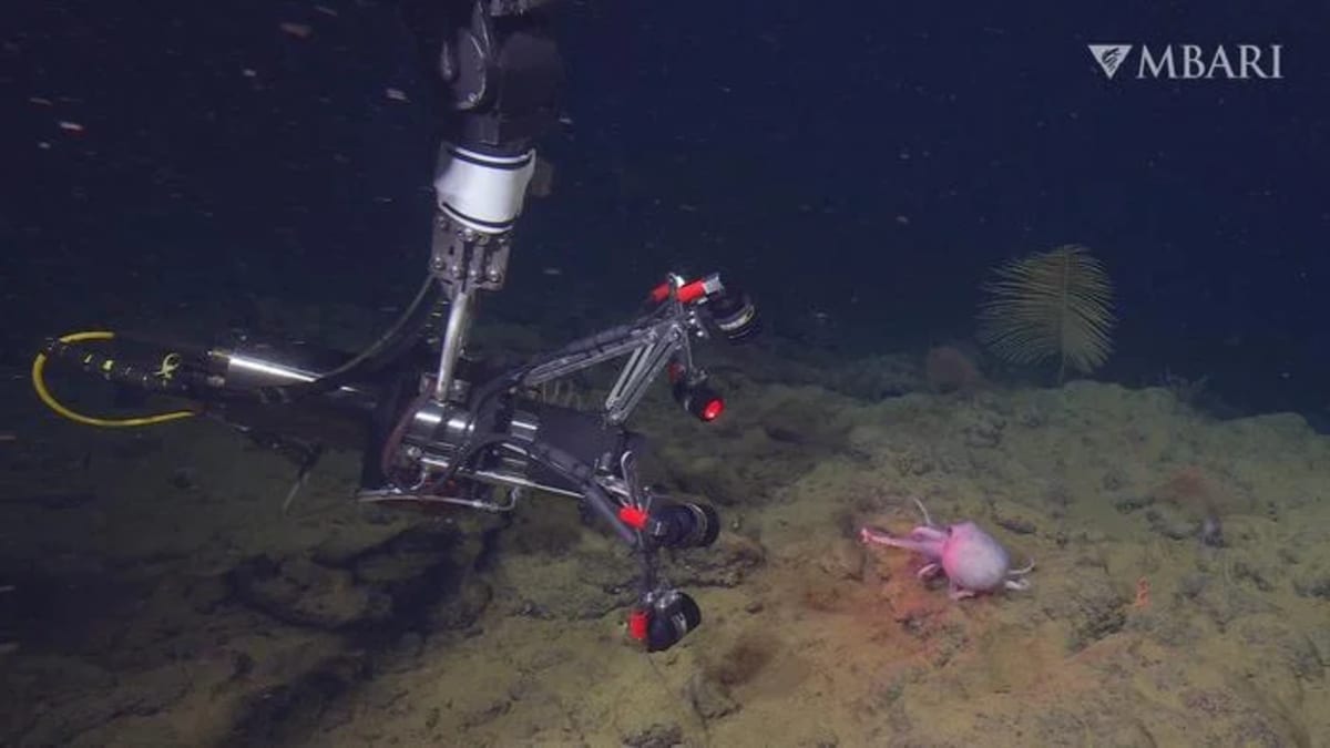 El sistema EyeRIS de MBARI graba en 3D la locomoción de un pulpo perla en aguas profundas