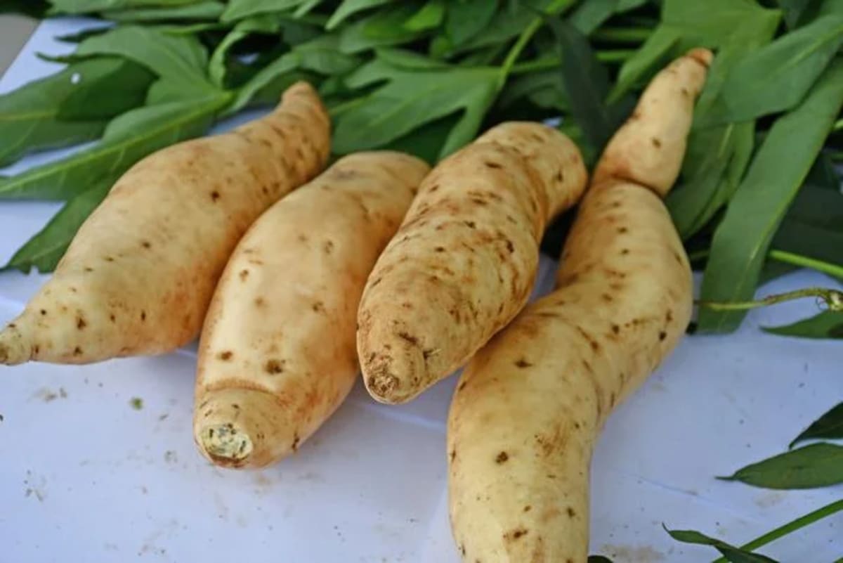 Primer plano de la variedad de camote Tanzania cultivada en Uganda