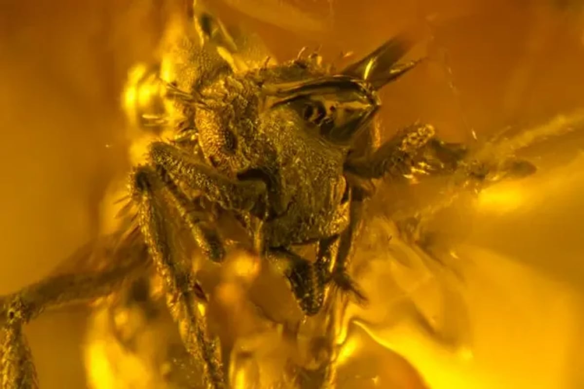 Microfotografía de la hormiga extinta Basiceros enana preservada en ámbar dominicano