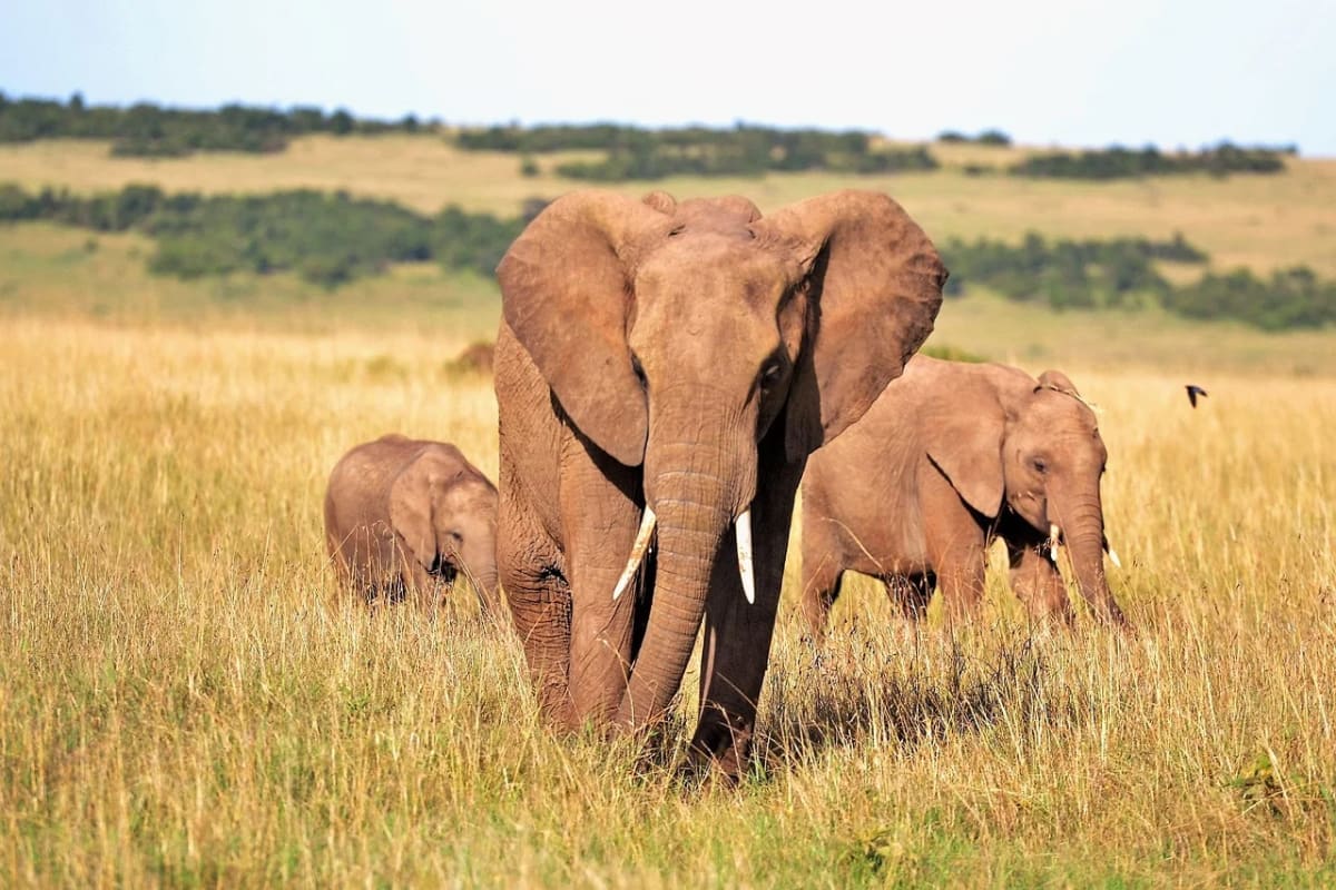 Tres elefantes caminando por la sabana africana, con hierba alta y colinas verdes al fondo