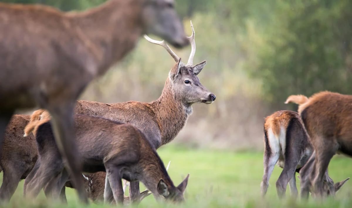 Grupo de ciervos pastando en una pradera