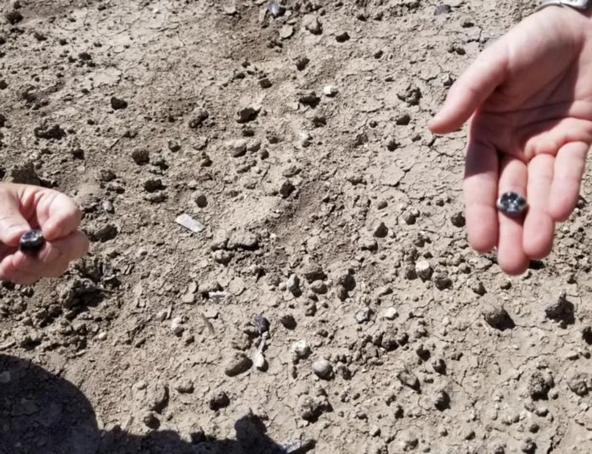 Investigadores sosteniendo dientes fósiles hallados en Turtle Flat
