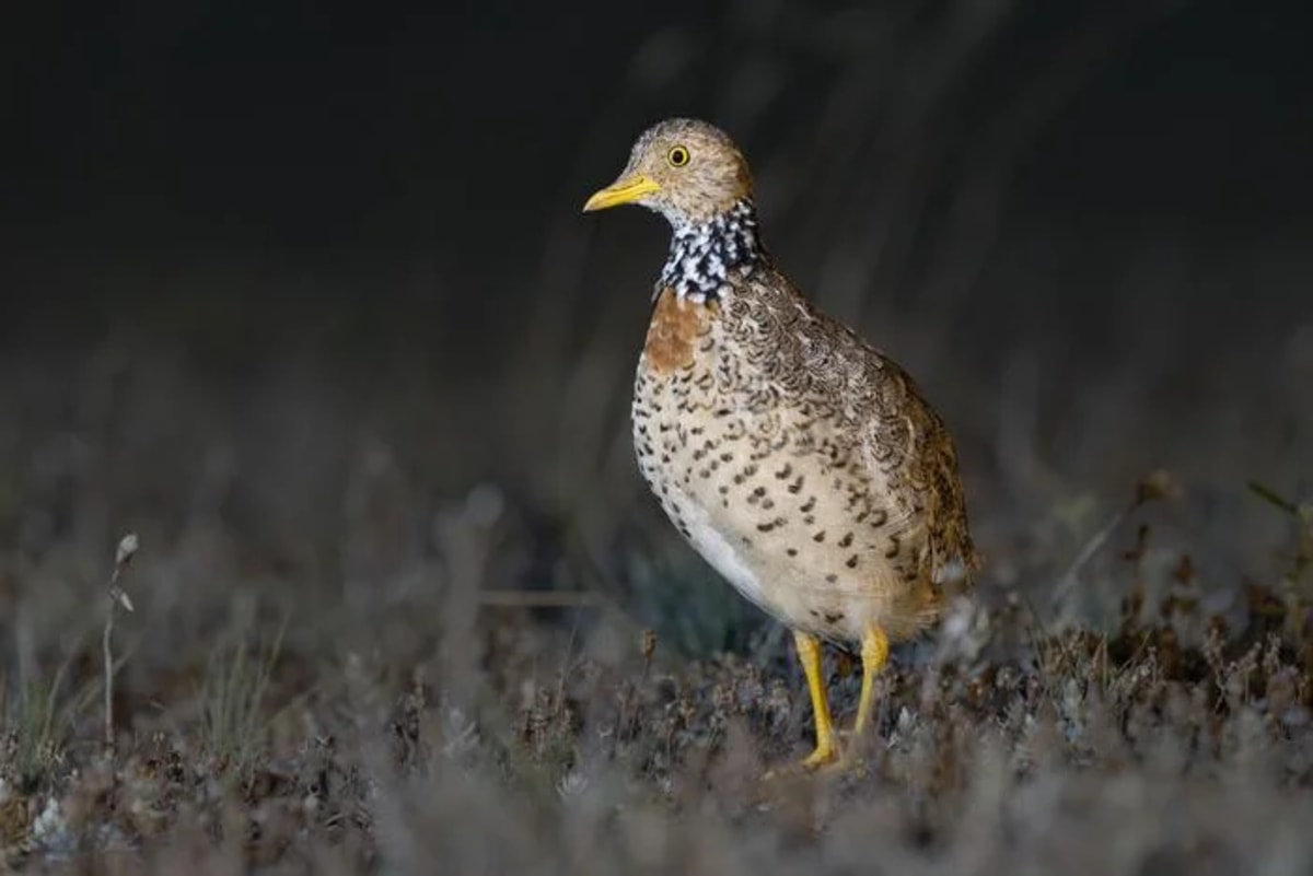 Hembra de plains-wanderer en pastizales de Deniliquin, Nueva Gales del Sur, Australia