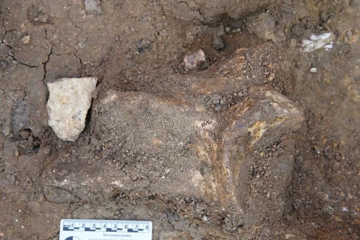 Lasca olduvayense hallada junto a hueso de hipopótamo en Nyayanga, Kenia, de más de 2,6 millones de años de antigüedad