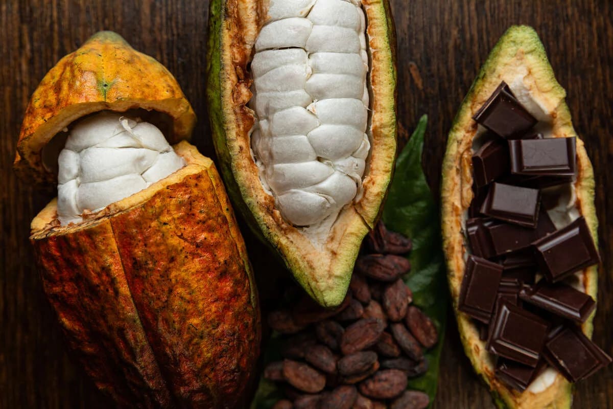 Vaina de cacao utilizada para la producción de chocolate