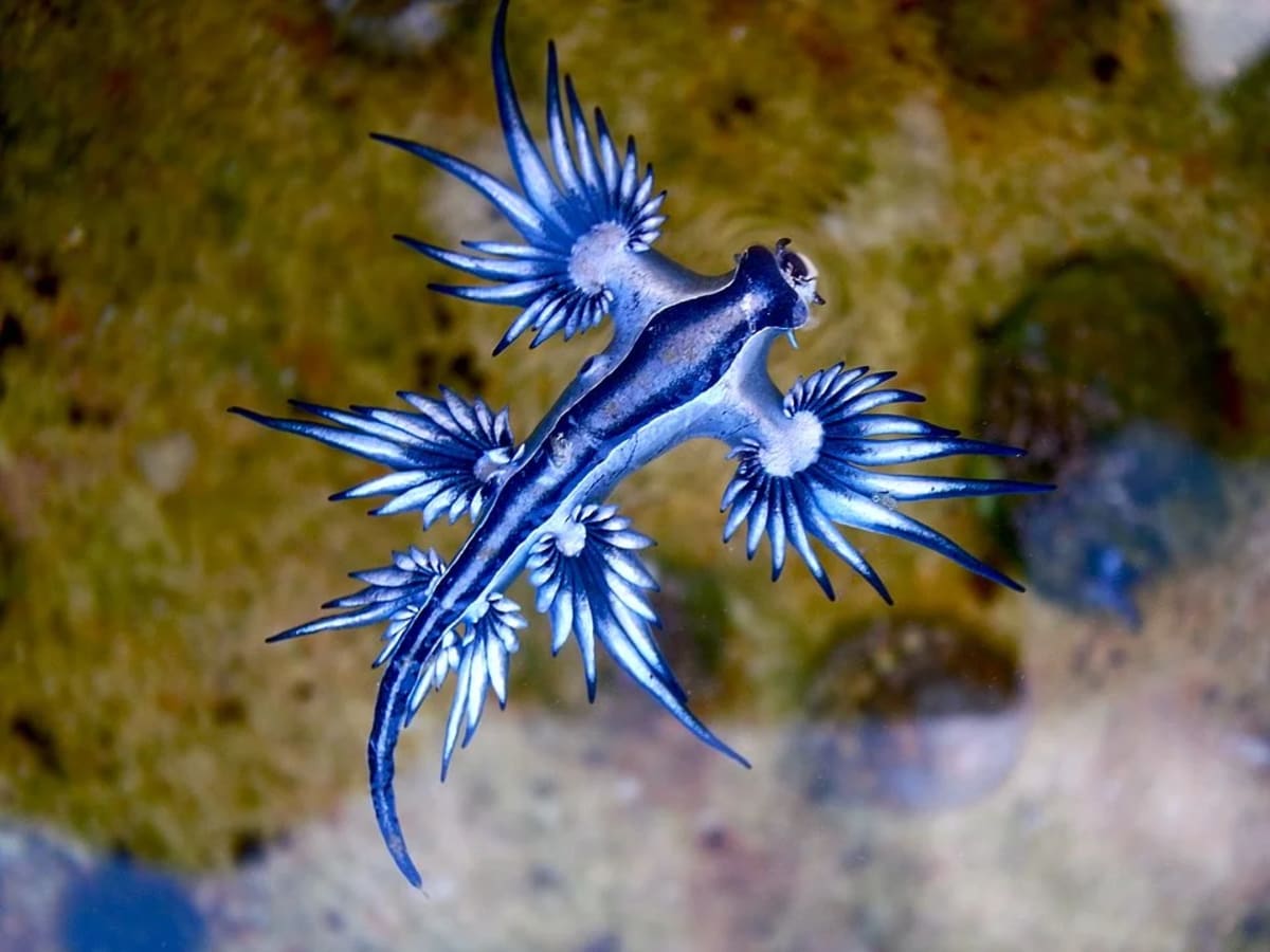 Ejemplar de dragón azul marino Glaucus atlanticus en aguas poco profundas