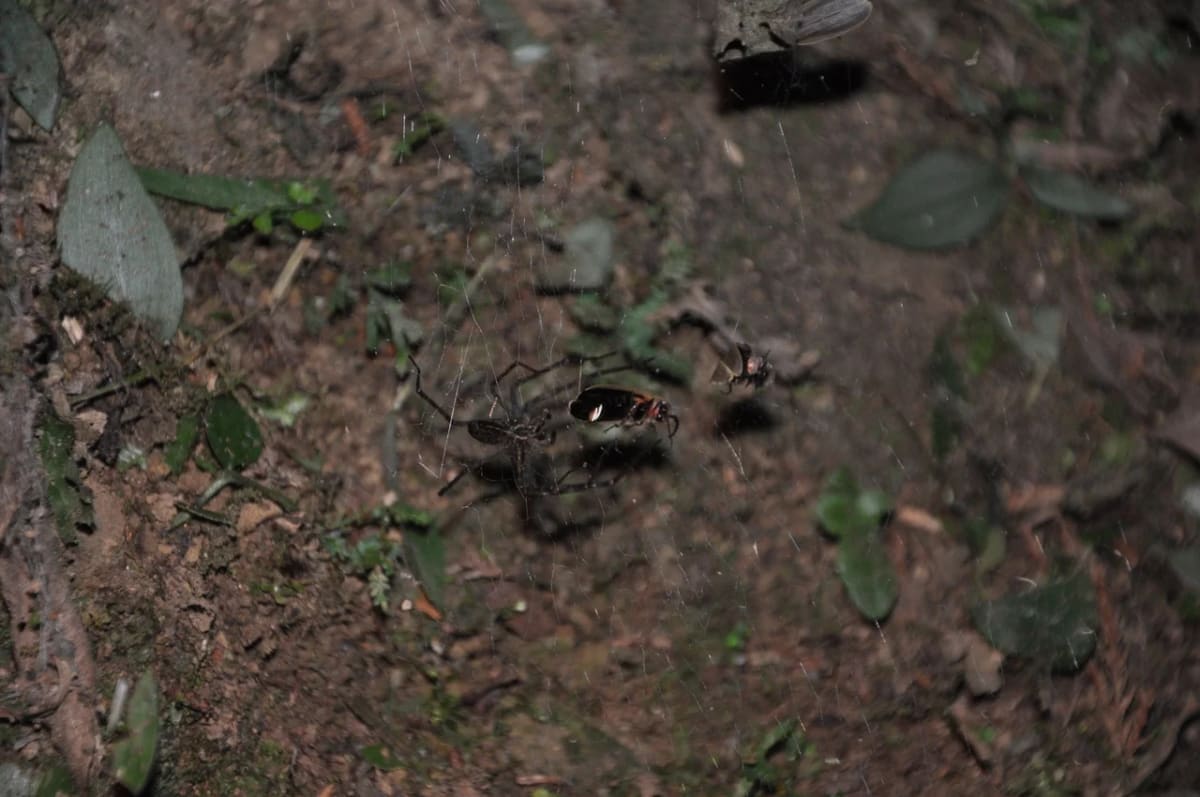 Araña de red en sábana alimentándose de luciérnagas atrapadas en su telaraña
