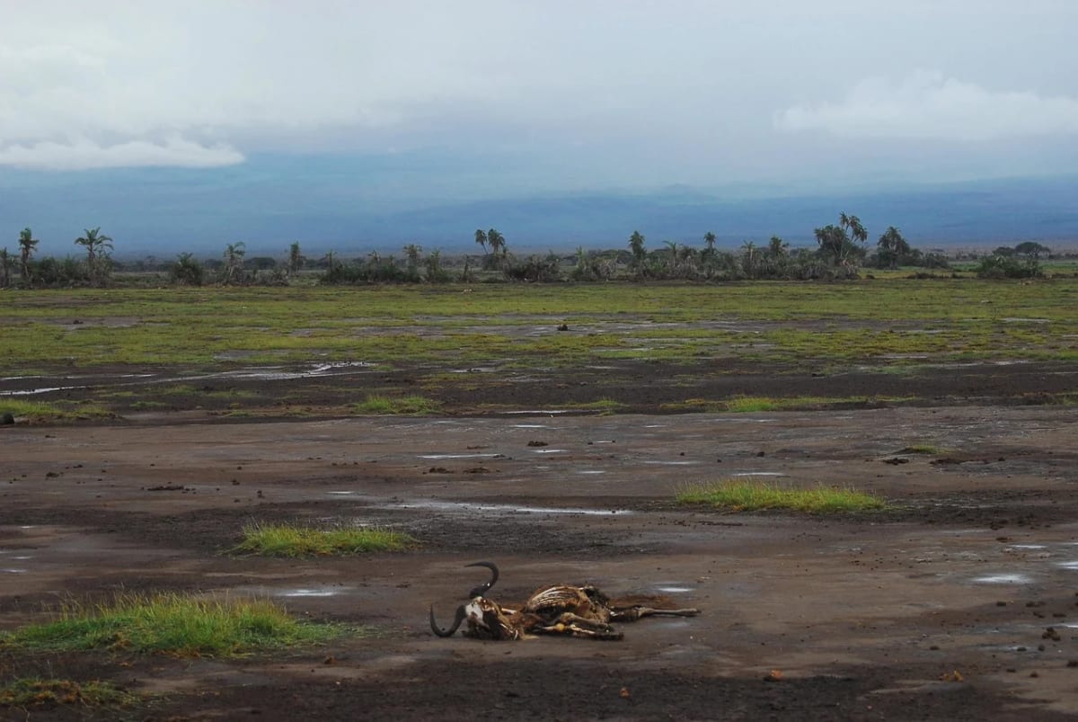 Restos de un animal en un terreno árido, símbolo del impacto de la sequía y el cambio climático