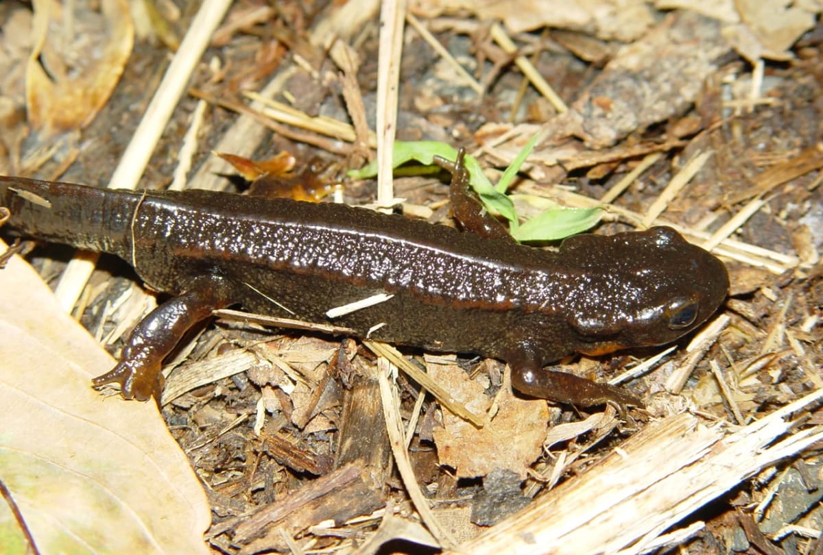 Tritón vientre de fuego fotografiado en la isla de Amami en Japón, especie estudiada en investigaciones sobre extinciones masivas