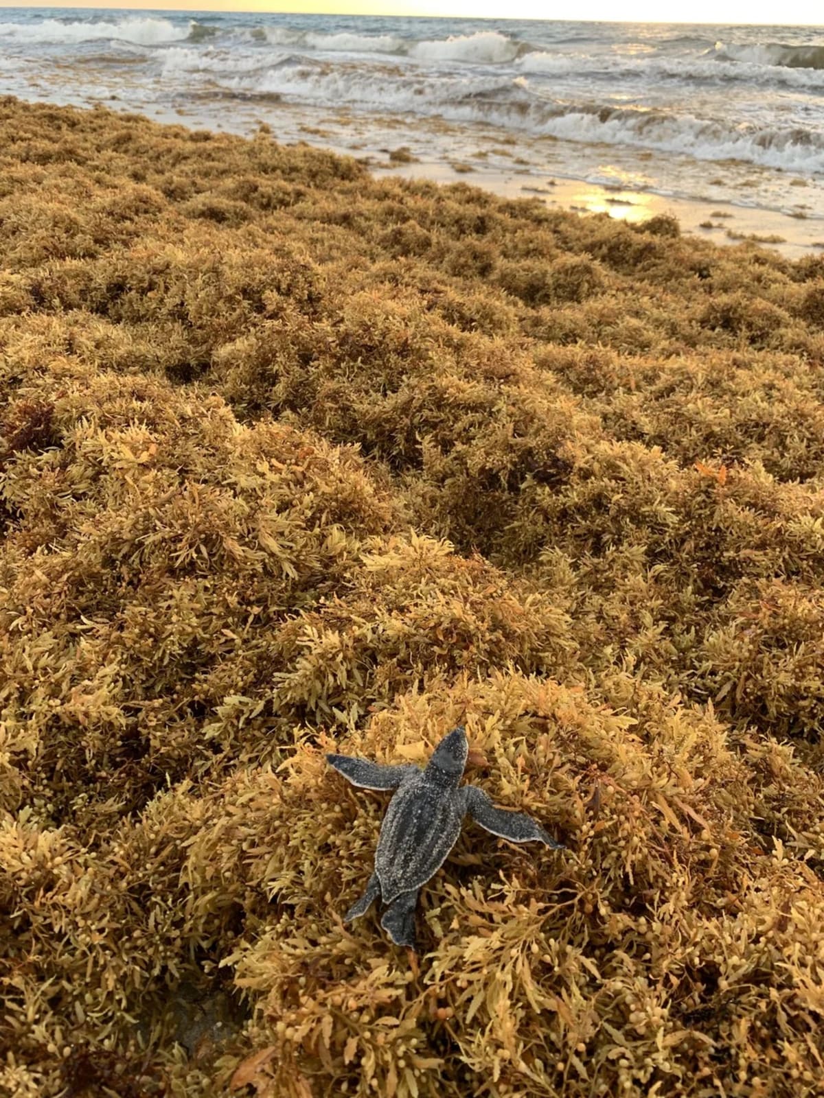 Cría de tortuga laúd desplazándose sobre esteras de sargazo, mostrando sus aletas alargadas y sin garras frontales