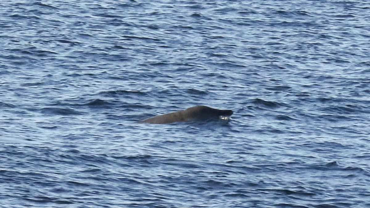 Ballena picuda avistada en la cuenca de Foz do Amazonas durante un estudio de campo