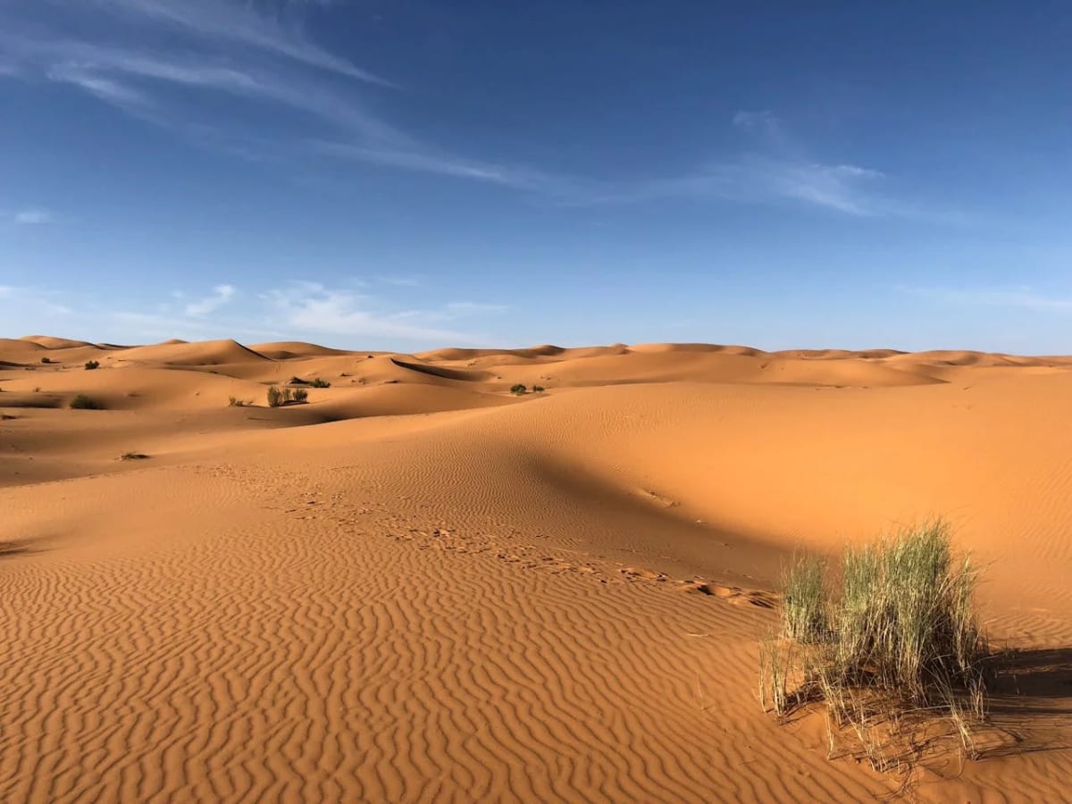 Extensión de dunas de arena en un desierto bajo un cielo azul despejado, con texturas marcadas por el viento y un pequeño grupo de arbustos verdes en primer plano