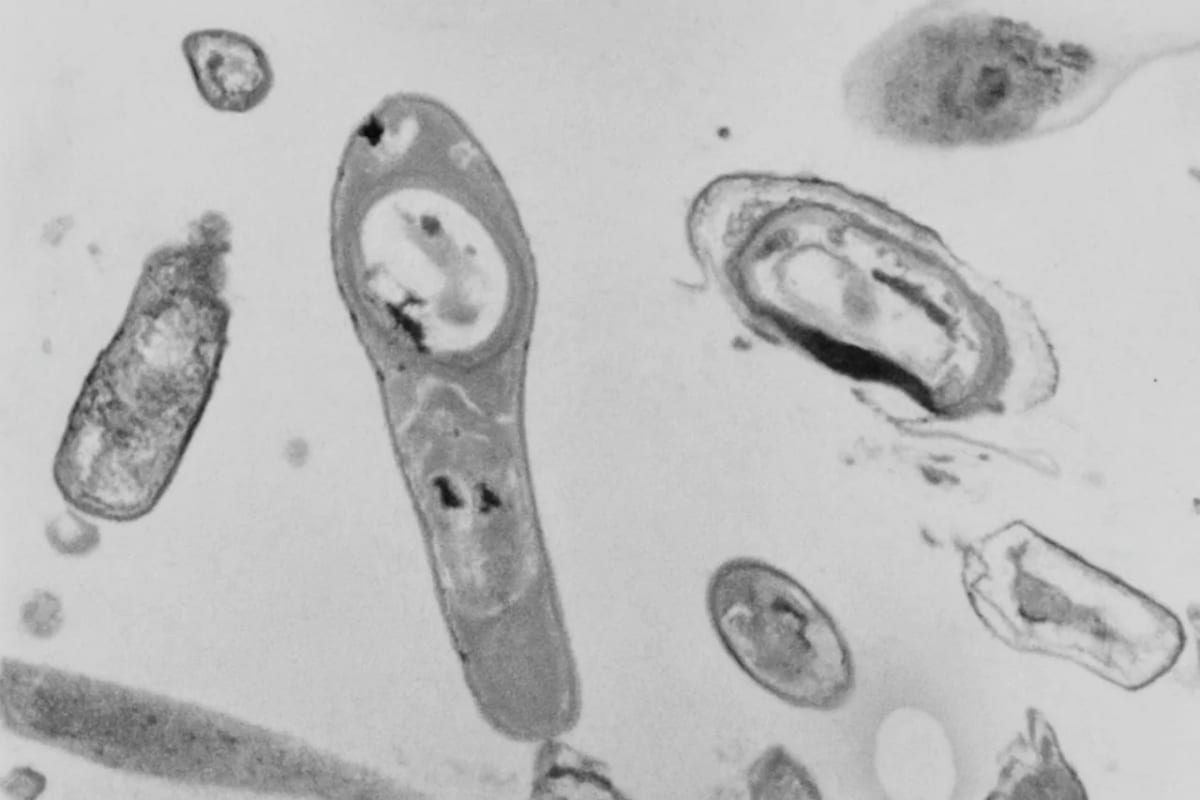 Micrografía electrónica en blanco y negro que muestra células bacterianas de Bacillus permians, con esporas alargadas y ovaladas distribuidas sobre un fondo gris claro