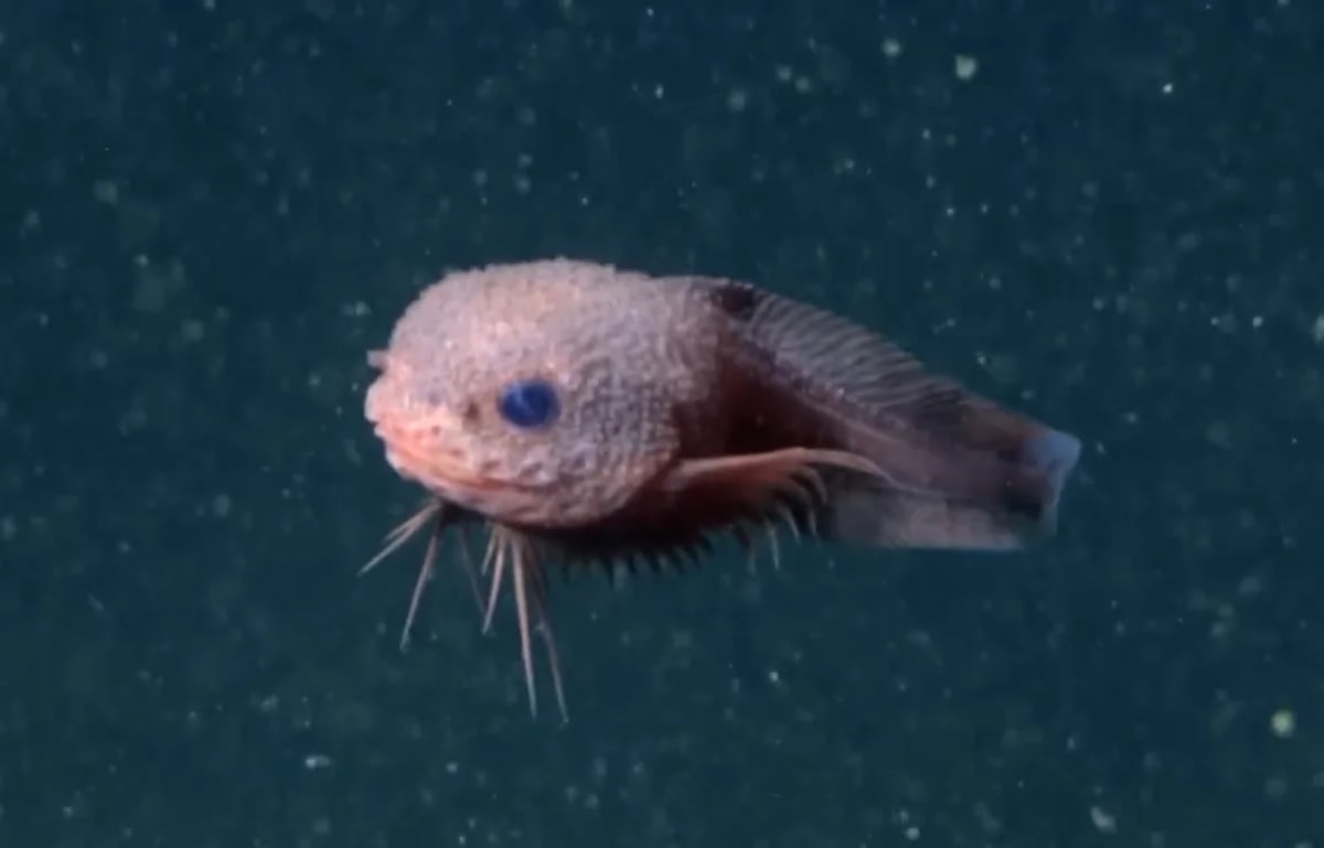 Captura de pantalla de un pez caracol rosa abisal descubierto en California nadando en aguas profundas
