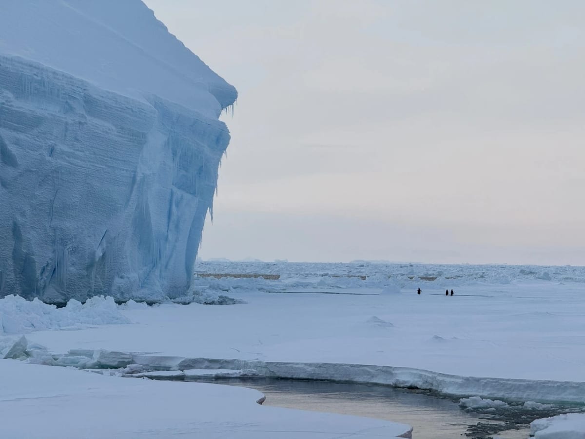 Pingüinos caminando sobre hielo marino junto a un iceberg frente a la plataforma de hielo Thwaites en la Antártida Occidental
