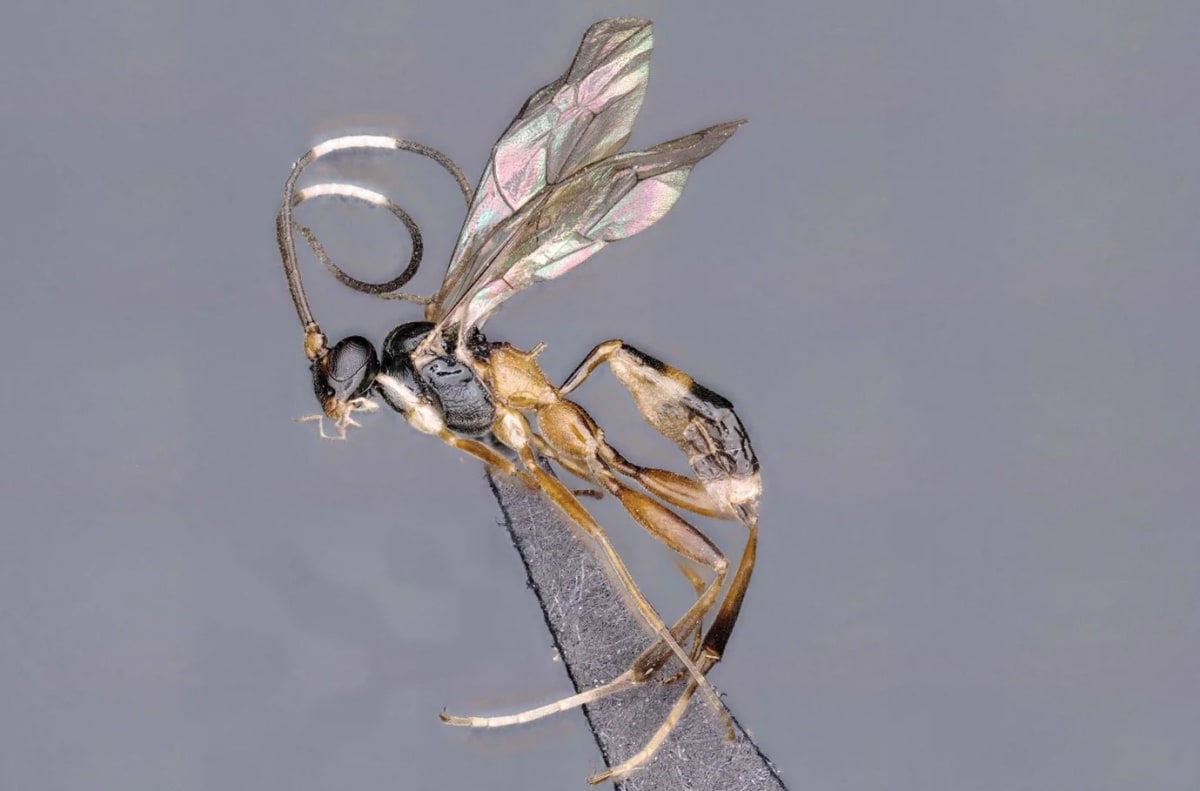 Vista lateral del insecto Heinrichiellus natgeo con sus alas extendidas y antenas curvas