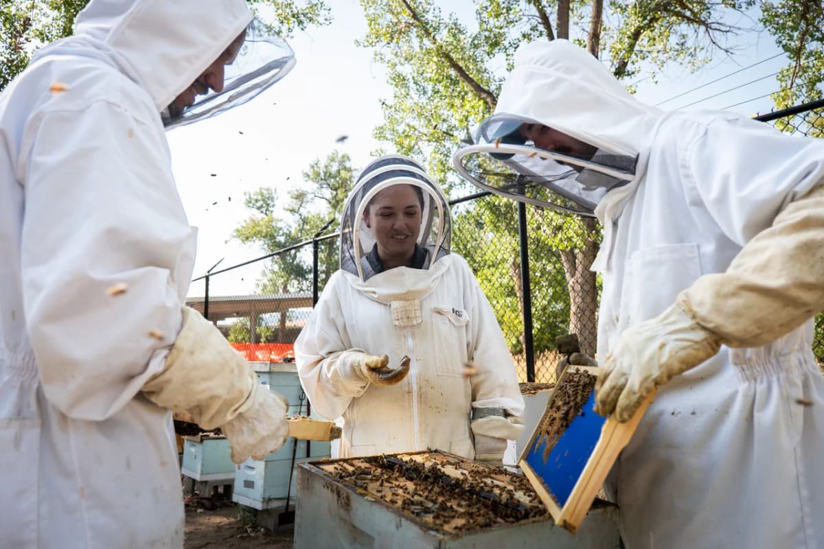 Equipo de investigadores Francisco López Jiménez, Orit Peleg y el estudiante Richard Terrile observando una colmena con trajes protectores