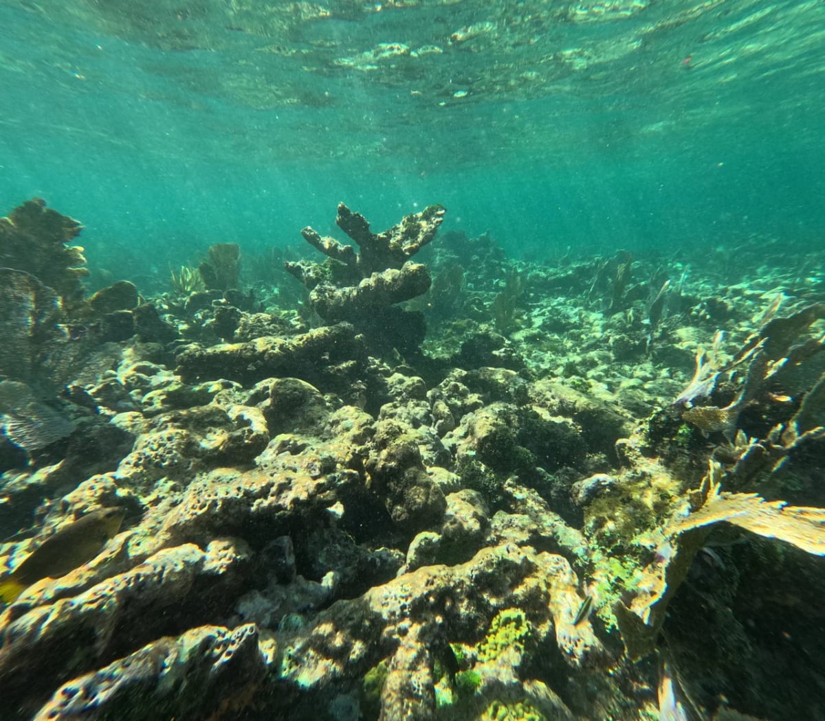Cresta de arrecife coralino blanqueado y sin vida en la costa caribeña de México, con fragmentos de coral expuestos sobre aguas poco profundas