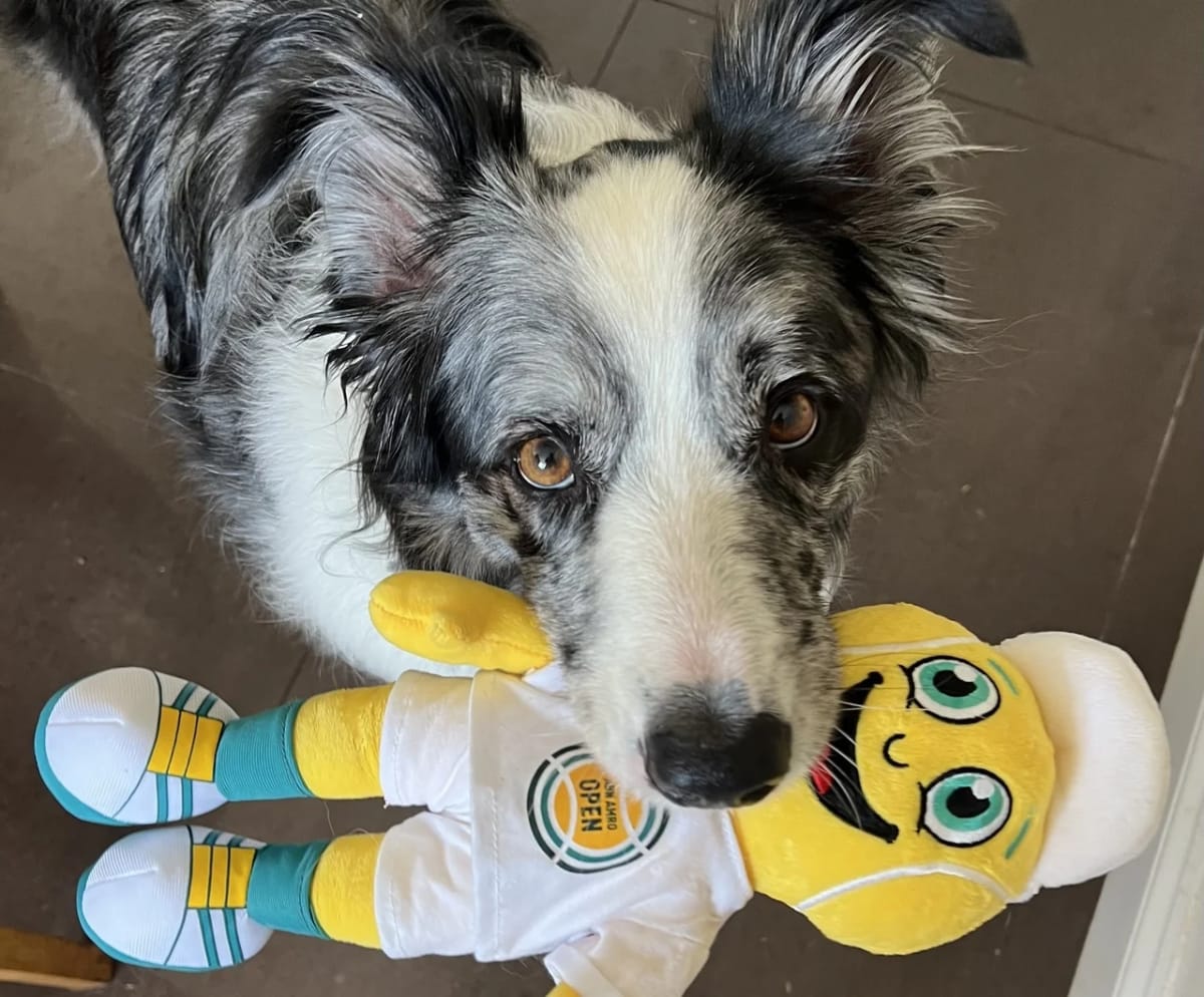 Un perro participa en un experimento de aprendizaje de nombres de juguetes, parte de un estudio sobre cómo los canes extienden etiquetas a nuevos objetos