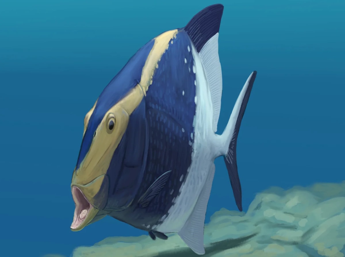 Reconstrucción en vida de Platysomus mostrando la boca abierta con su placa dentaria sostenida por huesos branquiales