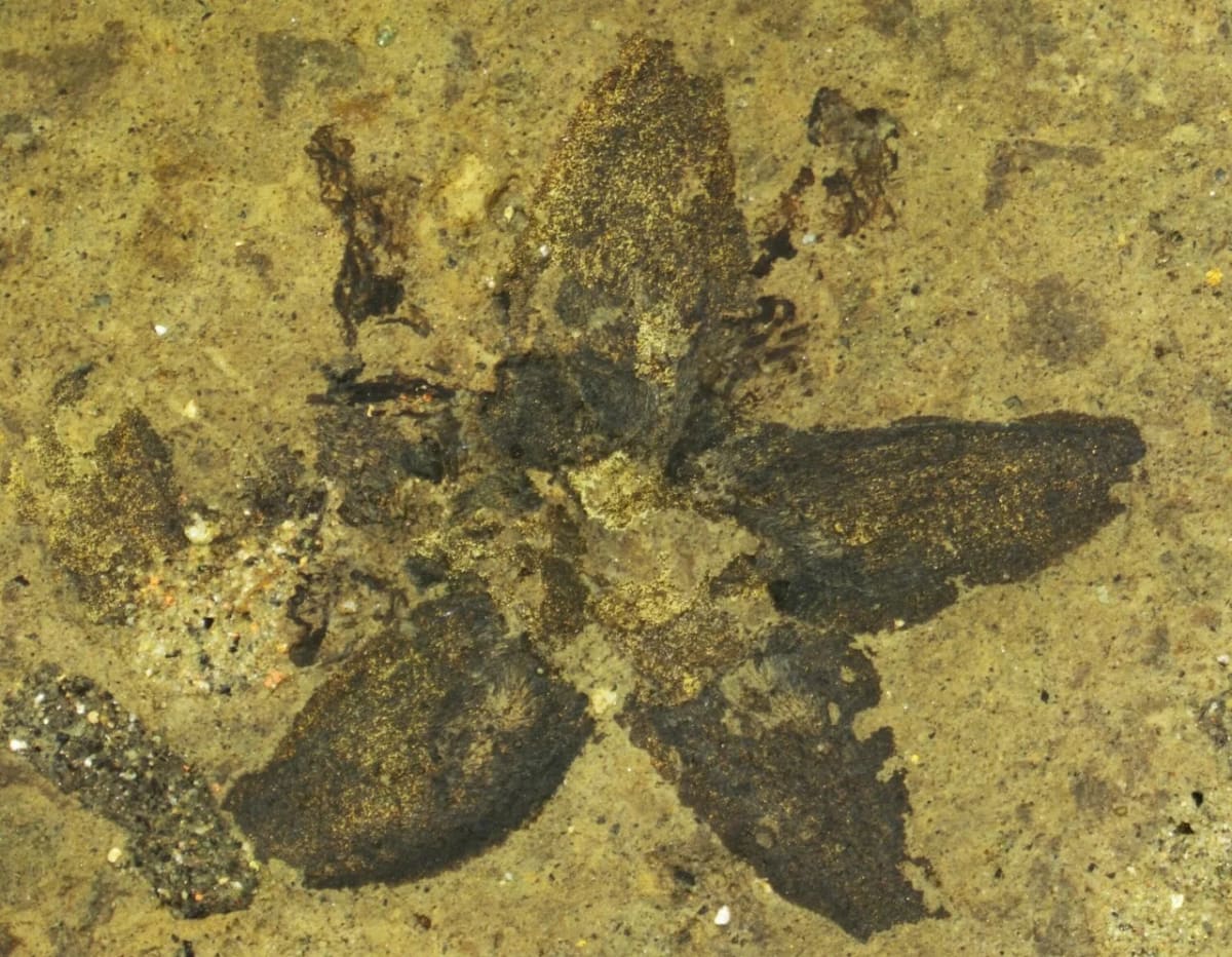 Flor fósil de tilo Tilia magnasepala hallada en un yacimiento paleobotánico