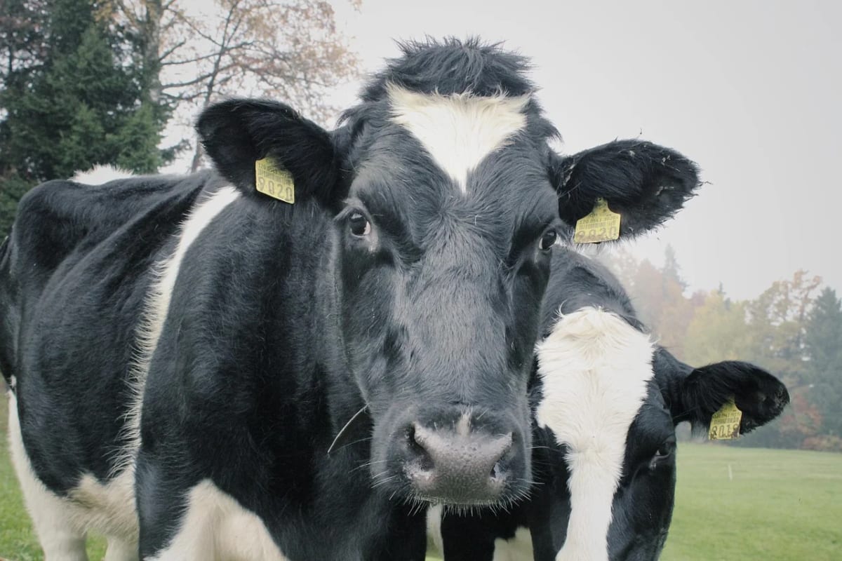 Vaca con identificación en la oreja, acompañada por otra al fondo en un prado verde.
